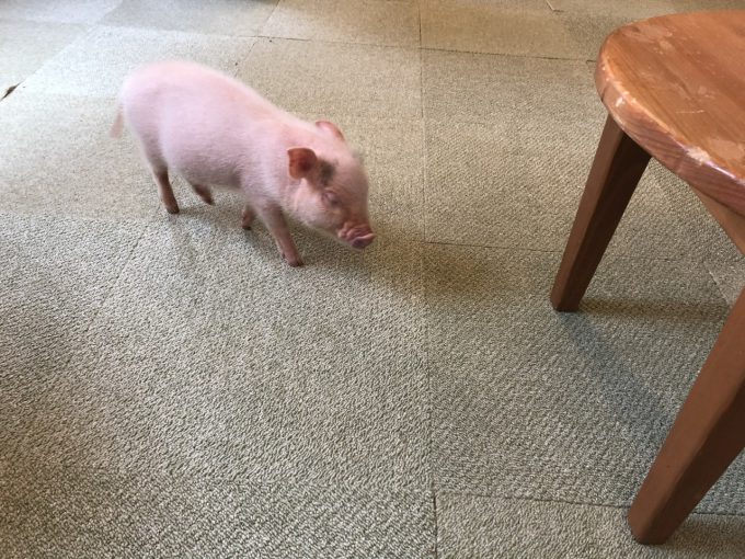 PIG